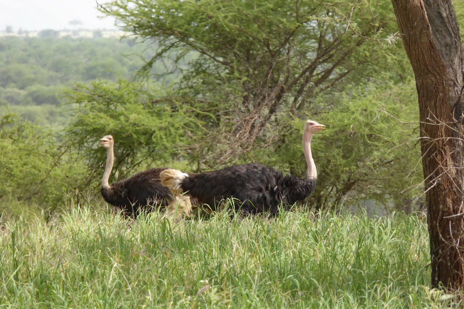 Ostriches in Tarangire National Park